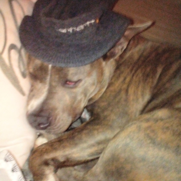 Meet your Posher, Leo - Picture 3 of 3